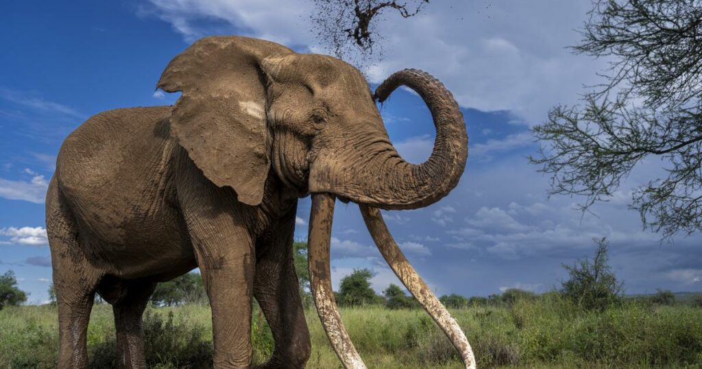 Protégé au Kenya mais chassé en Tanzanie: la vie sur le fil de Craig, l'un des derniers grands tuskers du Rift