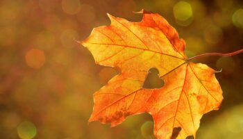 Retour de la pluie: L'automne débute aujourd'hui... et la météo va nous le rappeler !