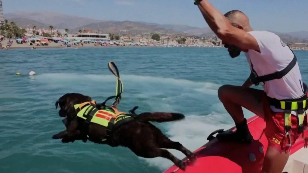 Rettungshunde: Diese Hunde retten Menschen vor dem Ertrinken an spanischen Stränden