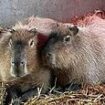 Sighting in hunt for missing capybara 'Cinnamon' who escaped from zoo to 'live her best life'