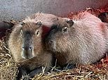 Sighting in hunt for missing capybara 'Cinnamon' who escaped from zoo to 'live her best life'