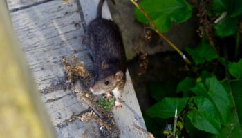 Sur l'île Saint-Paul en Alaska, les rats sèment la panique auprès des autorités locales