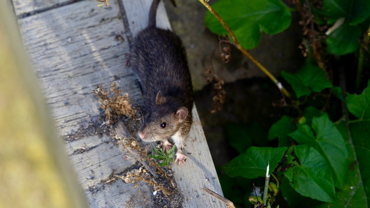 Sur l'île Saint-Paul en Alaska, les rats sèment la panique auprès des autorités locales