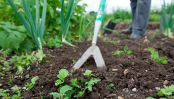 The two vibrant perennials that will 'choke out' pesky weeds growing in your garden