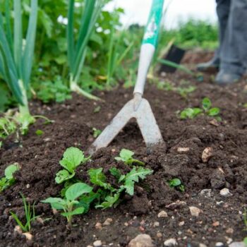 The two vibrant perennials that will 'choke out' pesky weeds growing in your garden