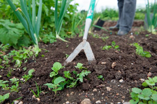 The two vibrant perennials that will 'choke out' pesky weeds growing in your garden