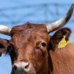 Plötzlich rennt der Bulle auf den Halter los. (Symbolbild) Foto: Hendrik Schmidt/dpa