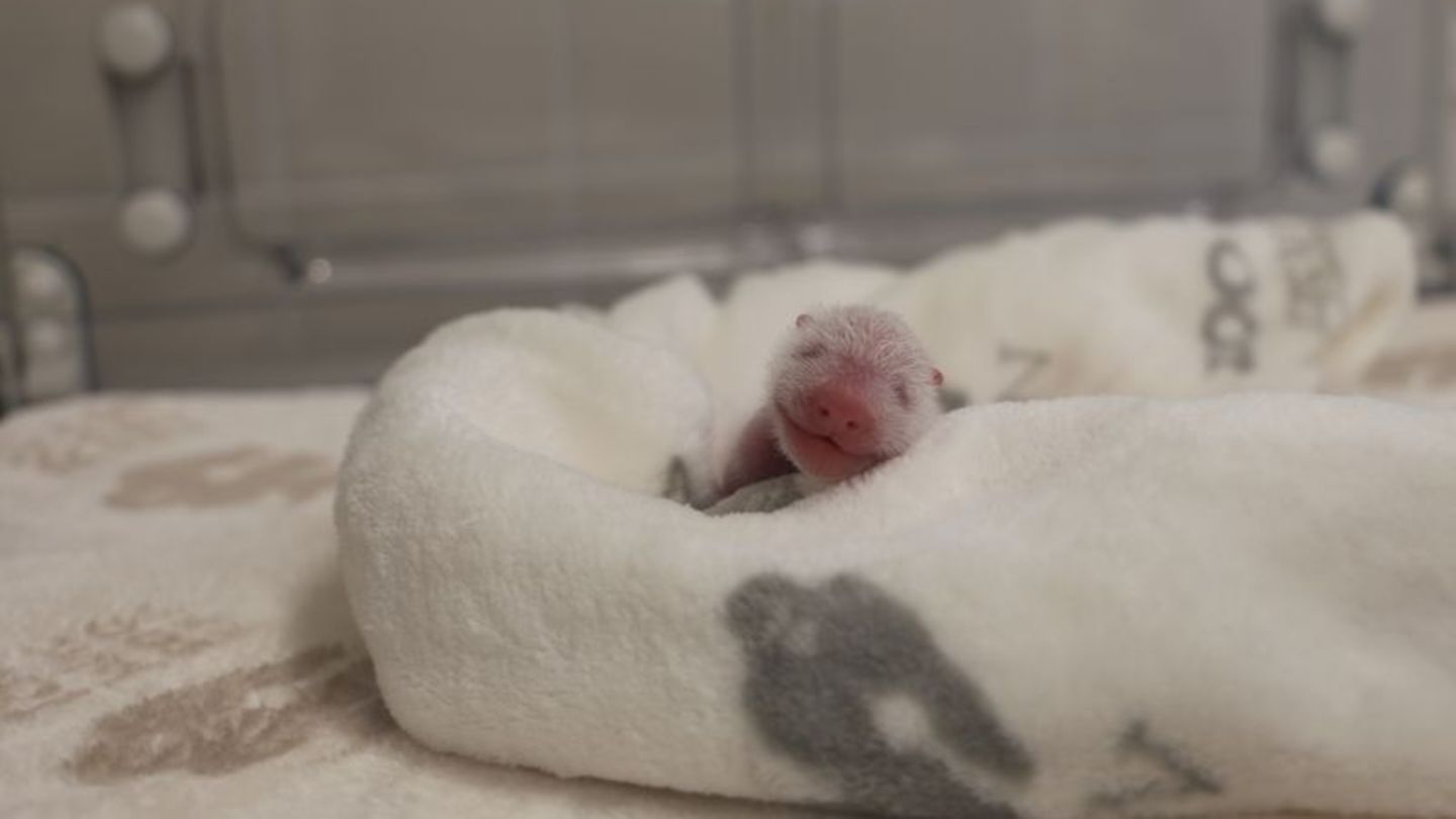 Die Berliner Panda-Zwillinge entwickeln sich gut. (Foto: Archiv) Foto: ---/Zoo Berlin/dpa