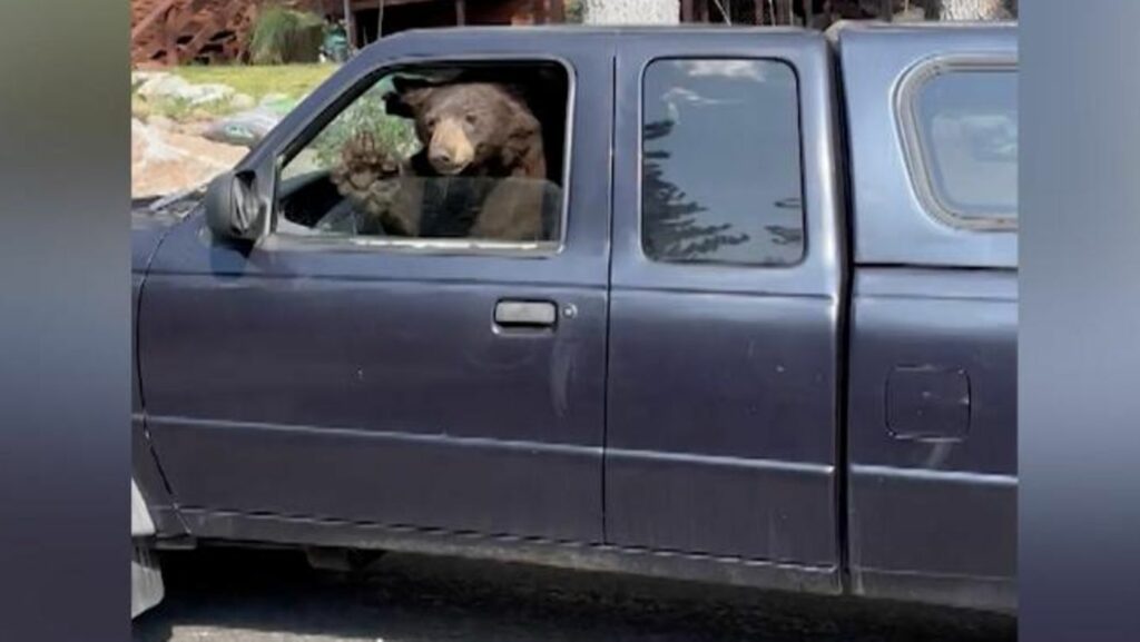 Tierischer Besuch: Schwarzbär am Steuer eines Auto – "Kumpel, du darfst hier nicht parken!"