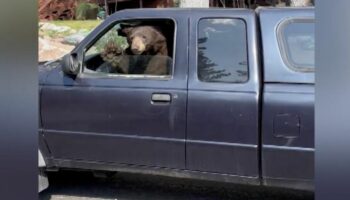 Tierischer Besuch: Schwarzbär am Steuer eines Auto – "Kumpel, du darfst hier nicht parken!"