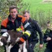 Tombé dans l'Alzette: Les pompiers à la rescousse d'un chien aveugle