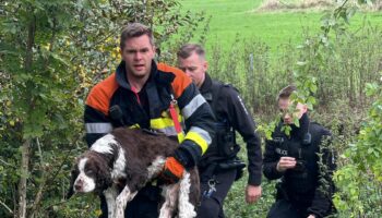 Tombé dans l'Alzette: Les pompiers à la rescousse d'un chien aveugle