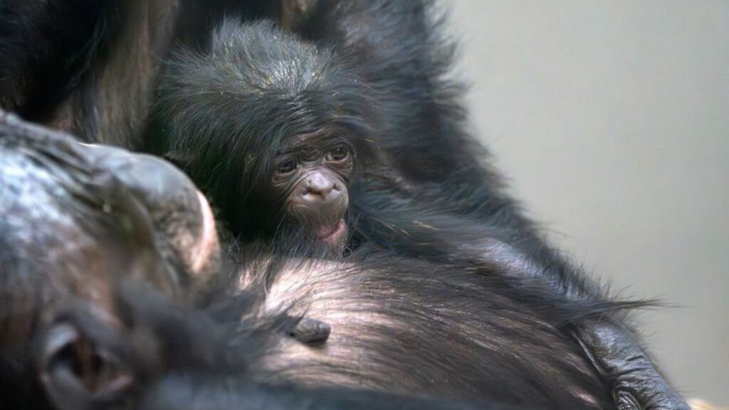 Das Bonobo-Baby Kasita wurde nach Angaben des Zoos nur sechs Monate alt. Nun gibt es nach einer Milchprobe Hinweise auf die Tode