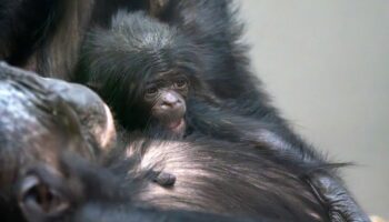 Das Bonobo-Baby Kasita wurde nach Angaben des Zoos nur sechs Monate alt. Nun gibt es nach einer Milchprobe Hinweise auf die Tode