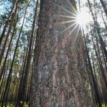 In Brandenburg und Berlin herrscht eine hohe bis sehr hohe Waldbrandgefahr. Foto: Patrick Pleul/dpa