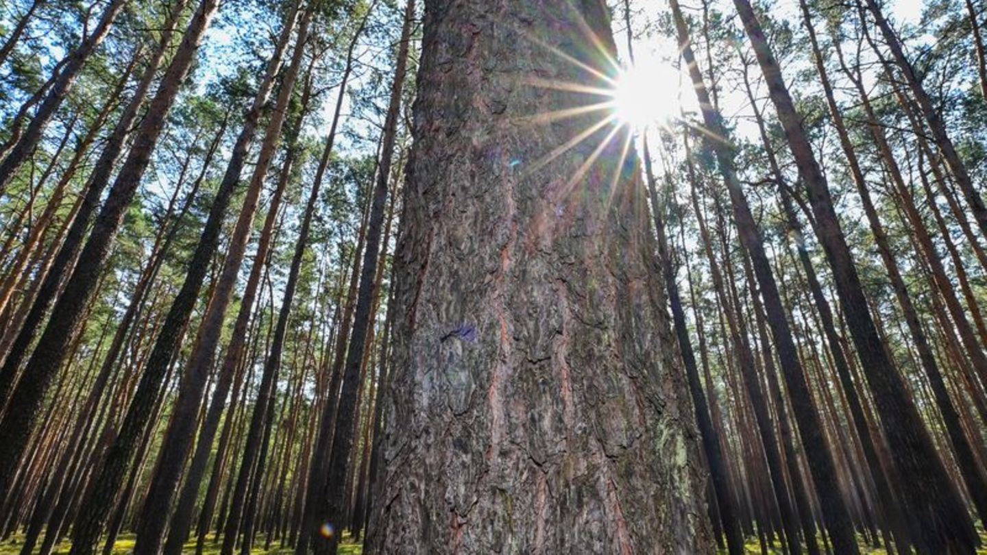 In Brandenburg und Berlin herrscht eine hohe bis sehr hohe Waldbrandgefahr. Foto: Patrick Pleul/dpa