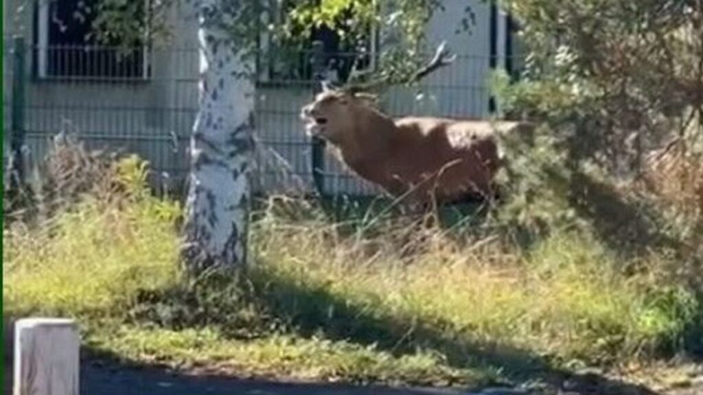 Un cerf traqué par un équipage de chasse à courre trouve refuge devant la gendarmerie de Senlis