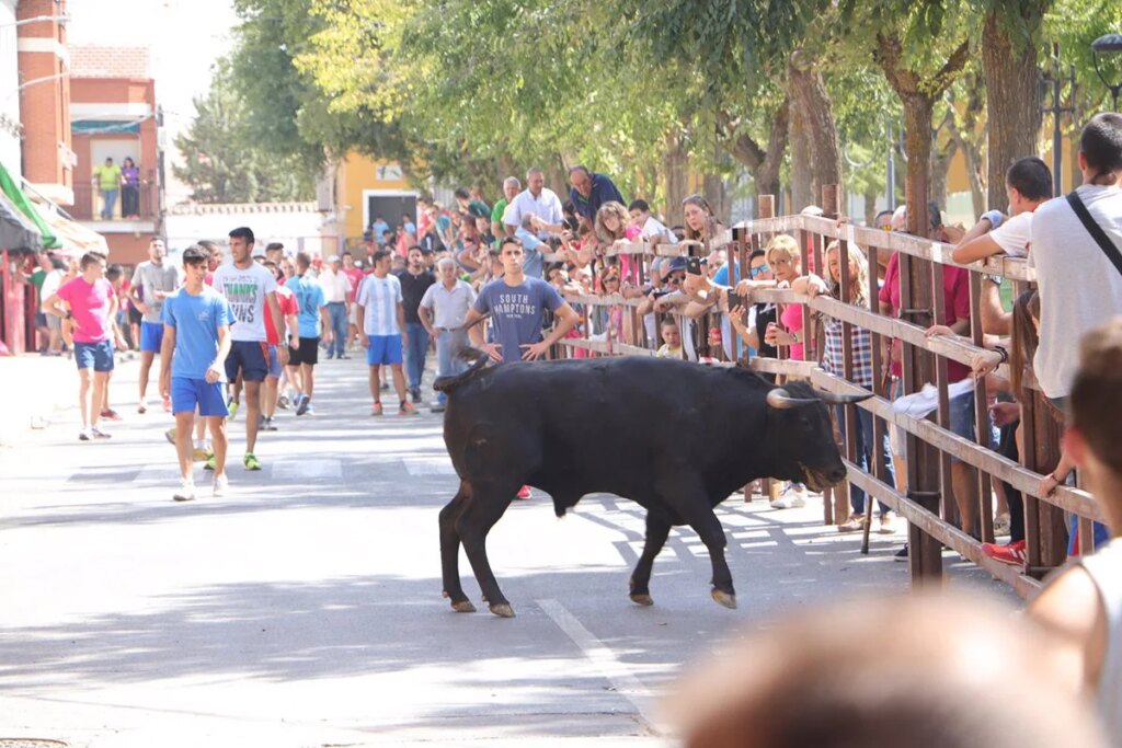 Un  herido por asta de toro durante los encierros de Almodóvar del Campo