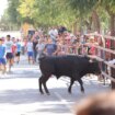 Un  herido por asta de toro durante los encierros de Almodóvar del Campo