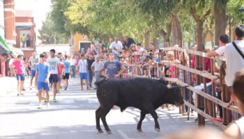 Un  herido por asta de toro durante los encierros de Almodóvar del Campo