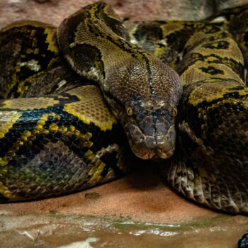 Une Thaïlandaise étranglée deux heures par un gigantesque python survit miraculeusement