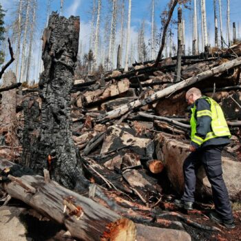 Waldbrand im Harz: Feuerwehr vermutet Brandstiftung auf Brocken