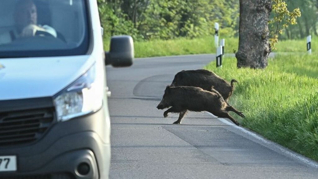 Zusammenstöße mit Wild sind eine der häufigsten Unfallursachen. (Archivbild) Foto: Patrick Pleul/dpa-Zentralbild/ZB