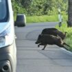 Zusammenstöße mit Wild sind eine der häufigsten Unfallursachen. (Archivbild) Foto: Patrick Pleul/dpa-Zentralbild/ZB