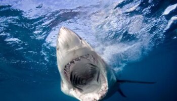 Woman killed in horror Canary Islands shark attack while sailing on catamaran