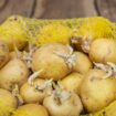 Woman's genius trick for storing potatoes to stop them 'going toxic'