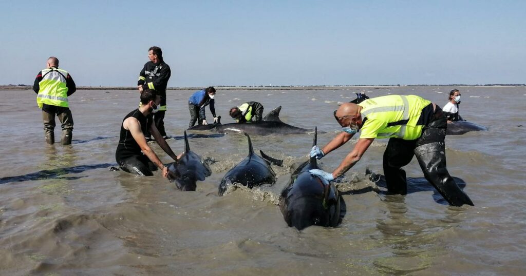 île de Ré : une vaste opération est menée pour sauver un groupe de dauphins échoués