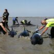 île de Ré : une vaste opération est menée pour sauver un groupe de dauphins échoués