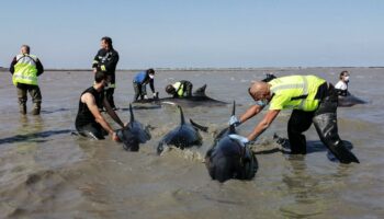 île de Ré : une vaste opération est menée pour sauver un groupe de dauphins échoués