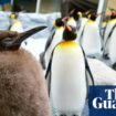 ‘Big baby’: Melbourne aquarium’s huge 22.5kg penguin chick Pesto set to slim down after becoming viral star