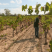 Arrache de vignes : face au plan proposé par la France à la Commission européenne, des viticulteurs partagés