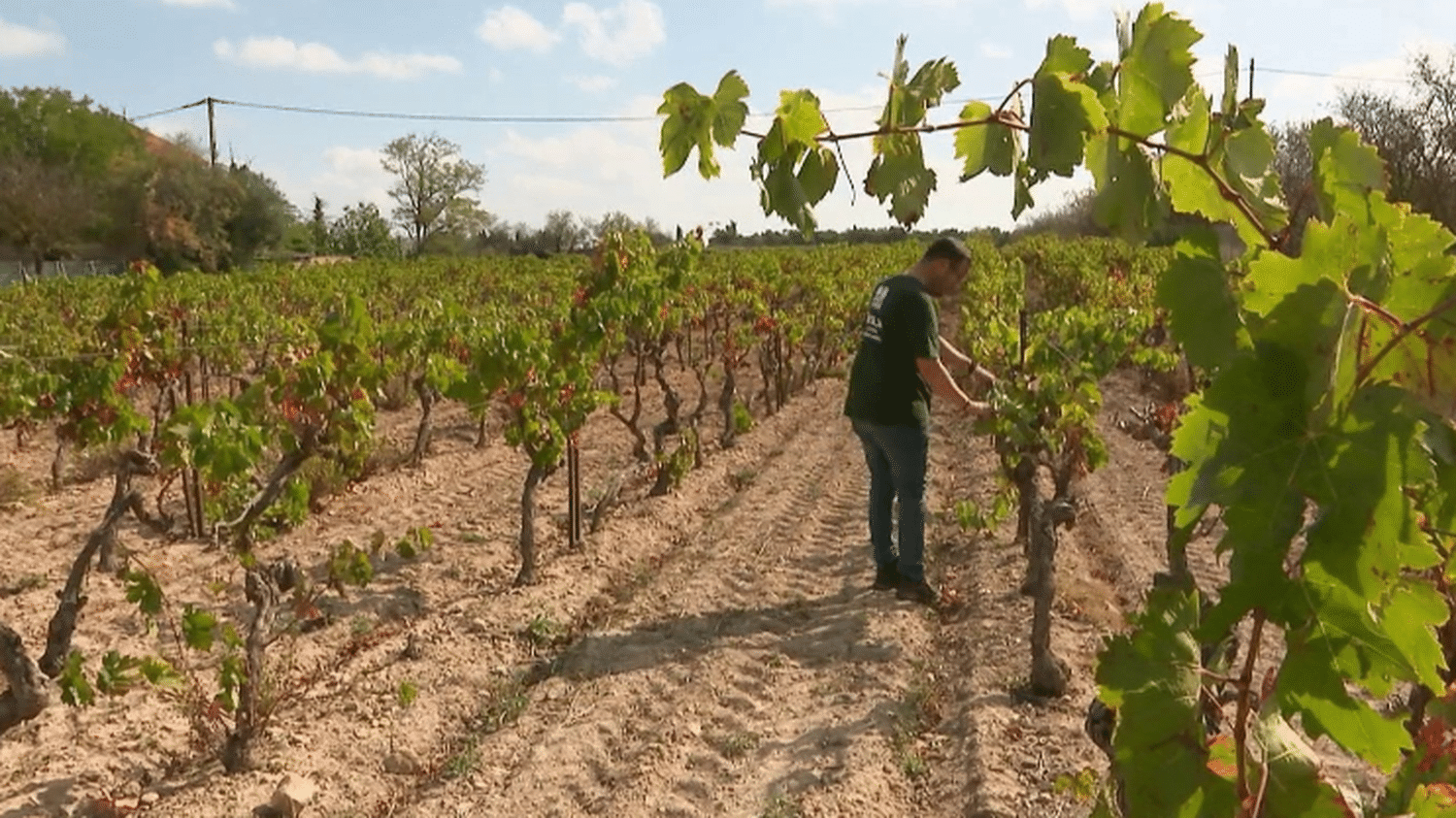 Arrache de vignes : face au plan proposé par la France à la Commission européenne, des viticulteurs partagés