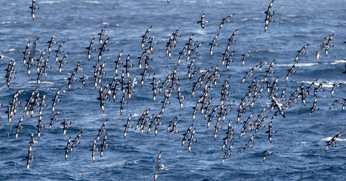 Des milliers d’oiseaux piégés dans l’œil du cyclone Helene