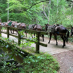 Mules helping bring supplies to residents in North Carolina in wake of Hurricane Helene