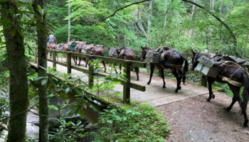 Mules helping bring supplies to residents in North Carolina in wake of Hurricane Helene