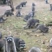 Woman calls police after nearly 100 raccoons surround her property