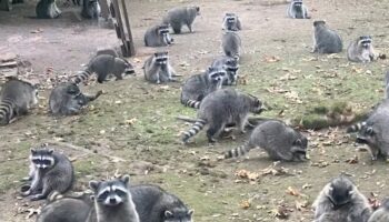 Woman calls police after nearly 100 raccoons surround her property