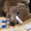 Brown bear that underwent brain surgery 'doing well' but 'not out the woods'