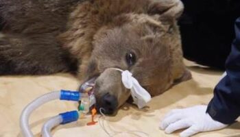 Brown bear that underwent brain surgery 'doing well' but 'not out the woods'