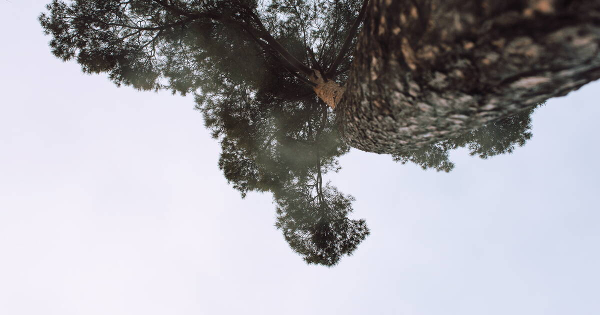 Dans les forêts françaises, la mortalité des arbres a doublé en dix ans