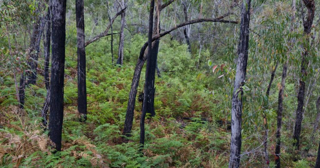 Les crédits carbone en Australie, une imposture qui coûterait cher au climat et aux habitants