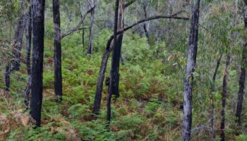 Les crédits carbone en Australie, une imposture qui coûterait cher au climat et aux habitants