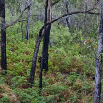 Les crédits carbone en Australie, une imposture qui coûterait cher au climat et aux habitants