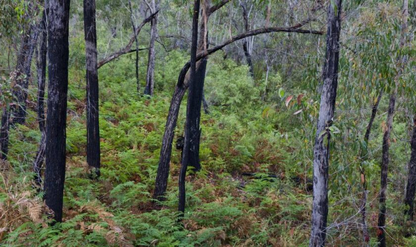 Les crédits carbone en Australie, une imposture qui coûterait cher au climat et aux habitants