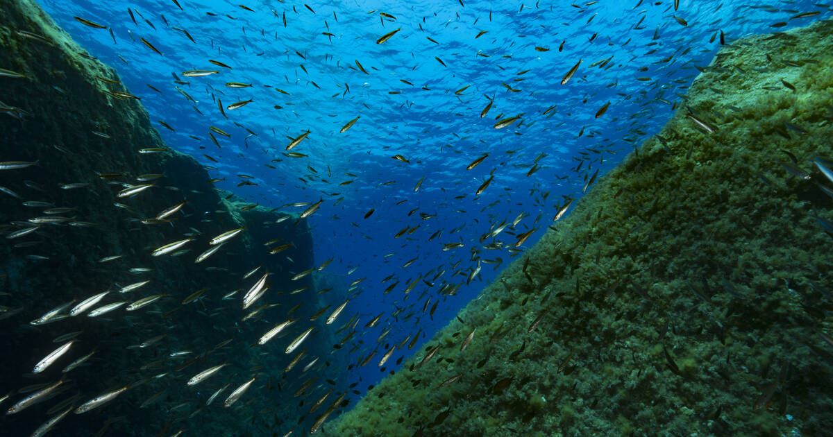 En Corse, des scientifiques découvrent par hasard des millions de nids de picarel, poisson au «rôle écologique exceptionnel»