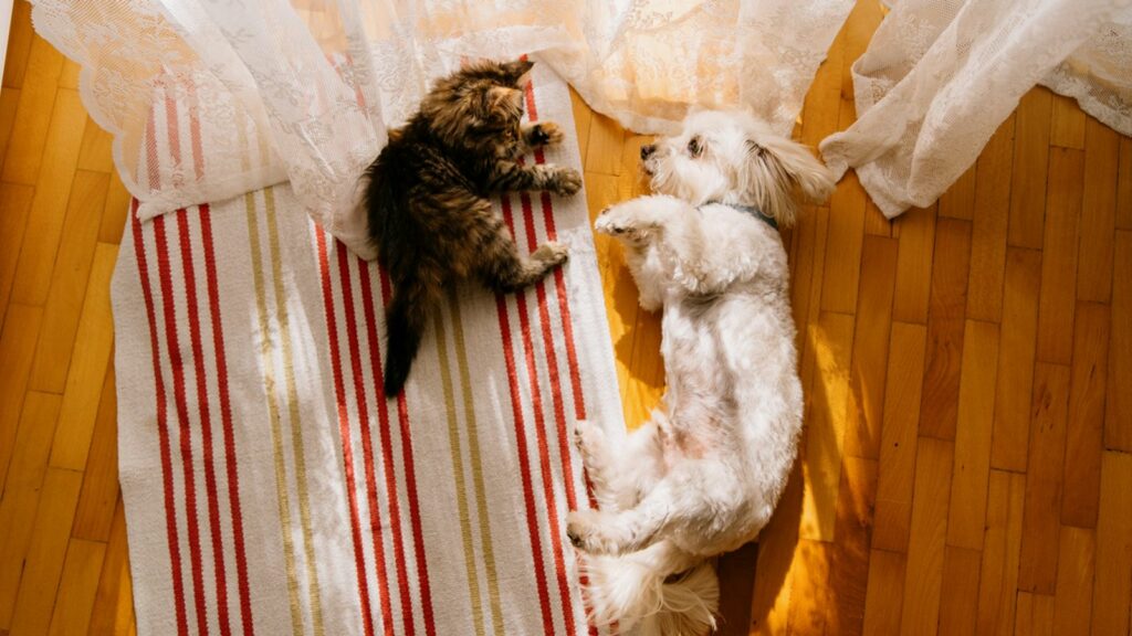 Can dogs and cats really get along? Pic: iStock